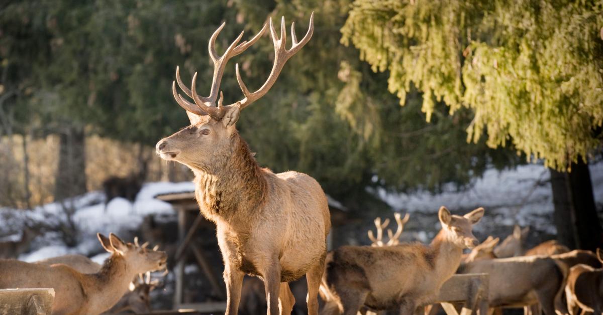 Deer at close quarters feeding wild game near Schwangau